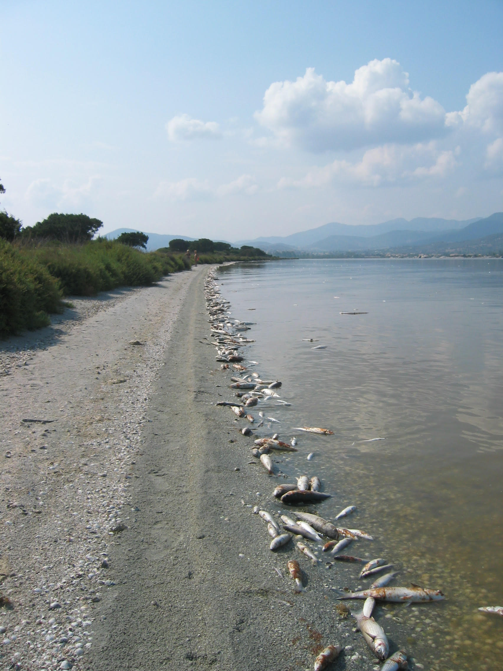 Moria di pesci in una laguna sarda
