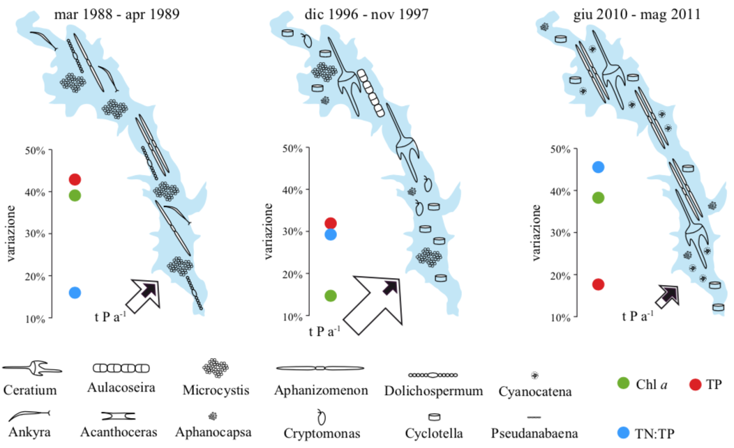 Elaborazione dati nei siti LTER: modello concettuale della successione di specie di fitoplancton che ha interessato il Lago Bidighinzu subito dopo un intervento per la riduzione dell’eutrofizzazione (1988-1989), un quinquennio dopo (5-8 anni) e molto anni dopo (16-22 anni)